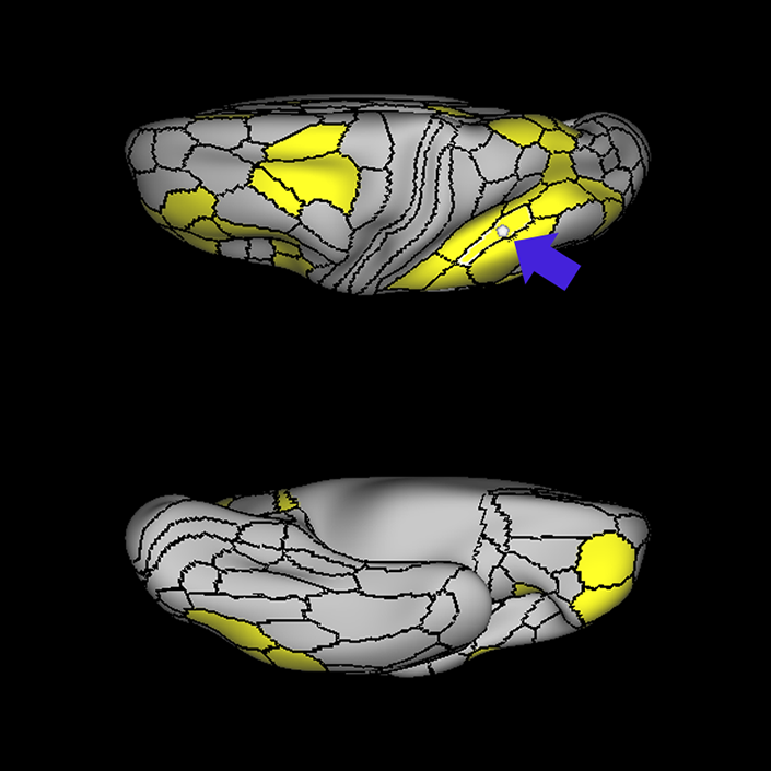IP2_c